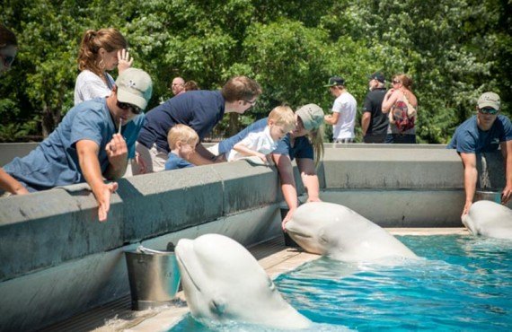Rencontre avec les Belugas Rencontre avec les Belugas