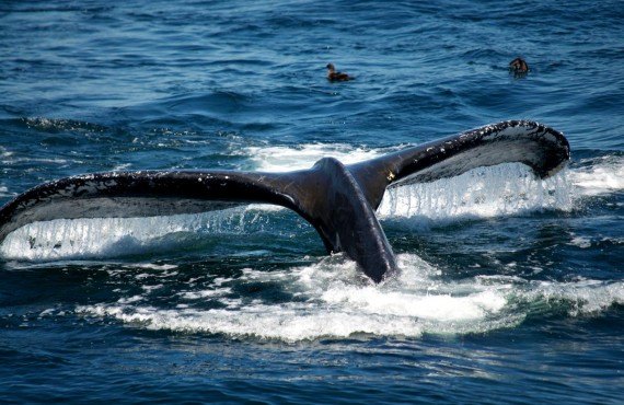 Observation des baleines Observation des baleines
