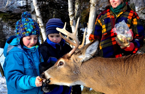 Pourvoirie du Fjord - Les animaux sur le site Pourvoirie du Fjord - Les animaux sur le site