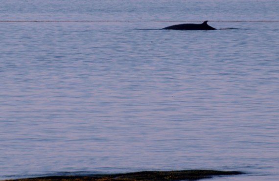 Camping Parc et Mer Mont-Louis - Observation des baleines