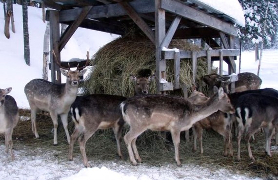 Les chalets Mekoos - Cerfs à proximité Les chalets Mekoos - Cerfs à proximité