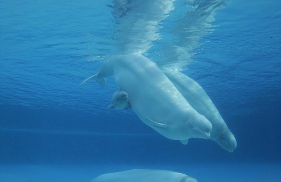 Belugas Belugas