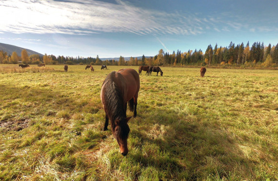 Les chevaux du ranch Les chevaux du ranch