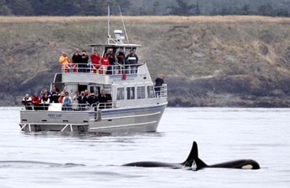A proximite, les baleines A proximite, les baleines