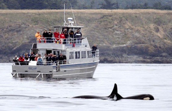 A proximite, les baleines A proximite, les baleines