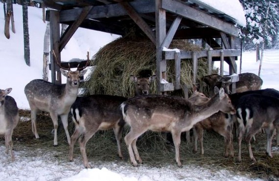 Pourvoirie du Nord - Les Cerfs Pourvoirie du Nord - Les Cerfs
