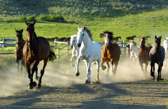92-ranch-sundance-chevaux 92-ranch-sundance-chevaux