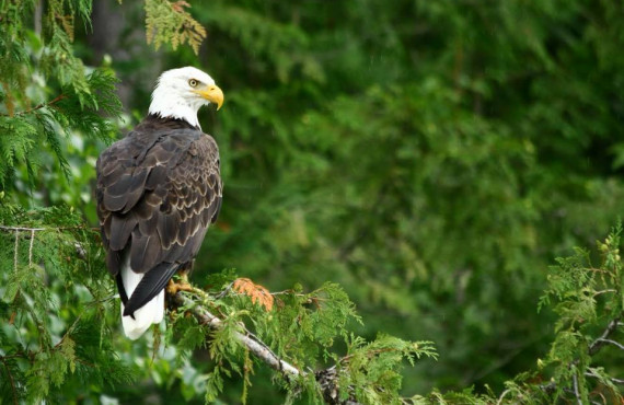 Safari à l'ours Wells Gray Safari à l'ours Wells Gray