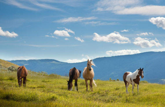 Horses on the ranch