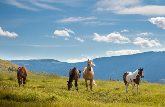 Les chevaux du ranch Les chevaux du ranch