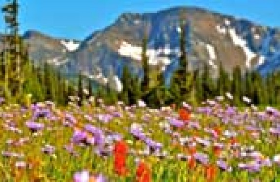 Wells-Gray-mont-trophy.jpg Wells-Gray-mont-trophy.jpg