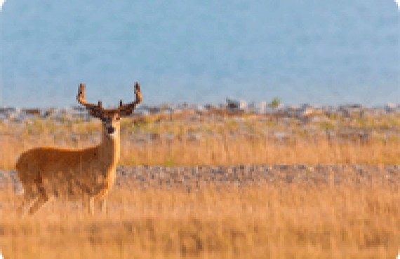 anticosti-2.gif anticosti-2.gif