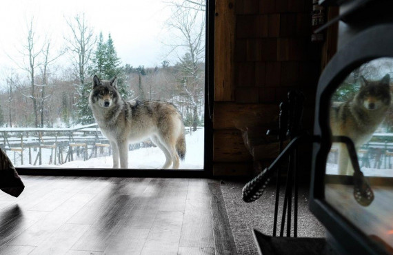 cabane-des-loups-at-parc-omega-31.jpg cabane-des-loups-at-parc-omega-31.jpg