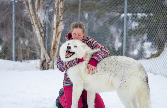 Contact avec les loups Contact avec les loups