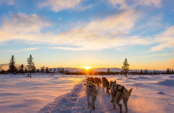 Traîneau à chiens au coucher du soleil Traîneau à chiens au coucher du soleil