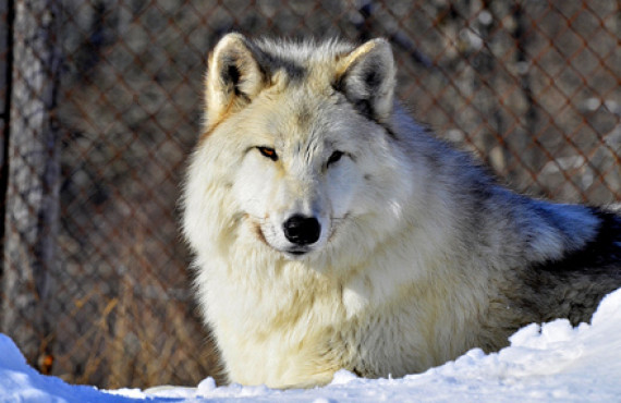 Le loup gris Jacob Le loup gris Jacob