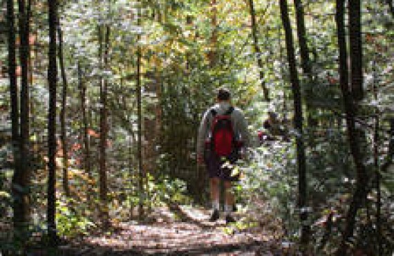 Randonnée en forêt Randonnée en forêt