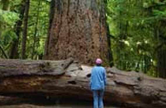 qualicum-beach-cathedral-grove.jpg qualicum-beach-cathedral-grove.jpg