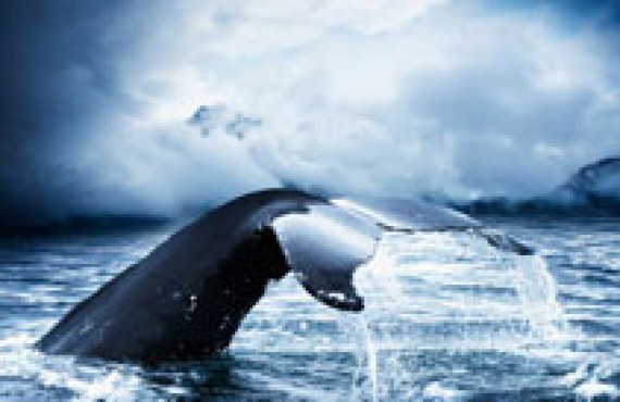 Tadoussac, la Mecque mondiale pour l'observation des baleines Tadoussac, la Mecque mondiale pour l'observation des baleines