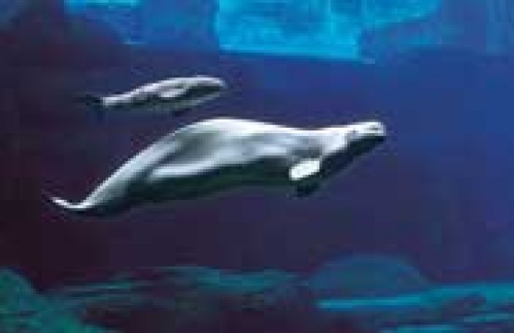 vancouver-Aquarium.jpg vancouver-Aquarium.jpg