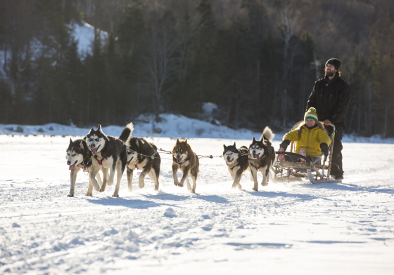 Balade en traîneau à chiens