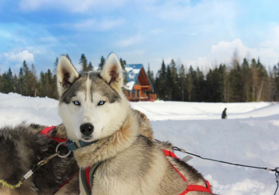 Chenil et Chalet en Bois Rond, Ste-Catherine-de-la-J-Cartier