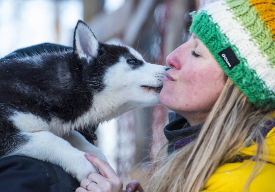 Vos amis huskies