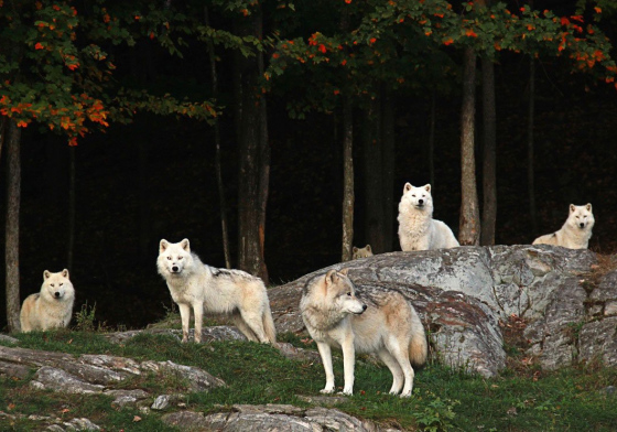 Loups Arctique