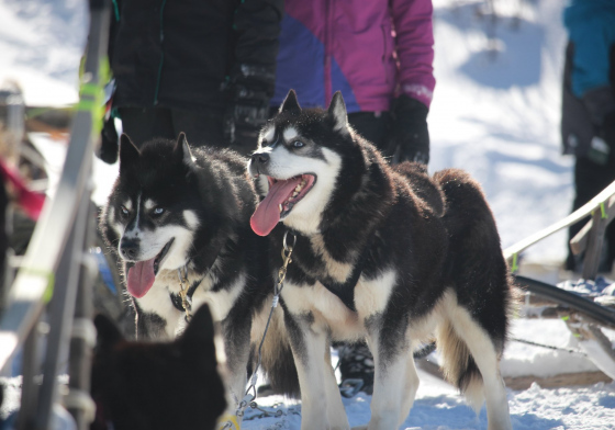 Chiens de traîneau