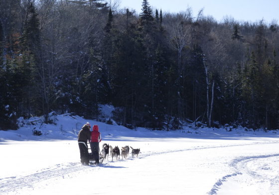 Traîneau à chiens sur le lac