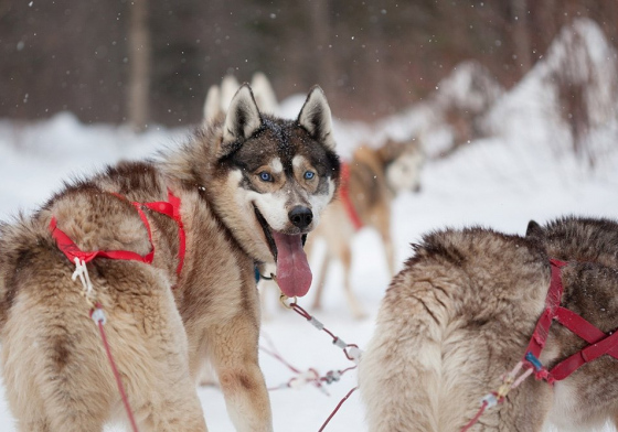 La meute de chiens de traîneau