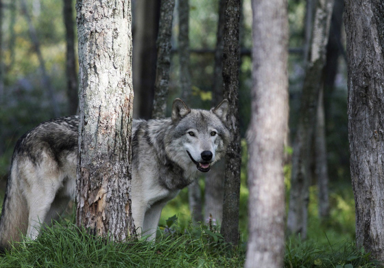 Loup gris