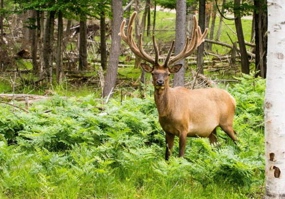Parc animalier Omega