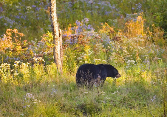 Ours noir