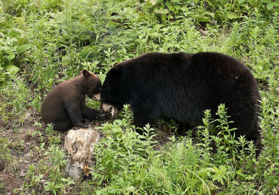 Ours noir et son petit