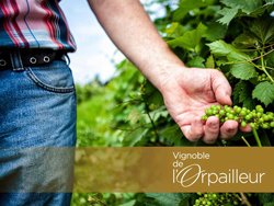 Visite d'un vignoble - Dunham, Québec