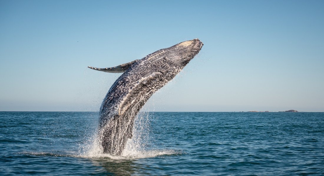 Cahier pointillé  baleine phare — Ma Zone Québec