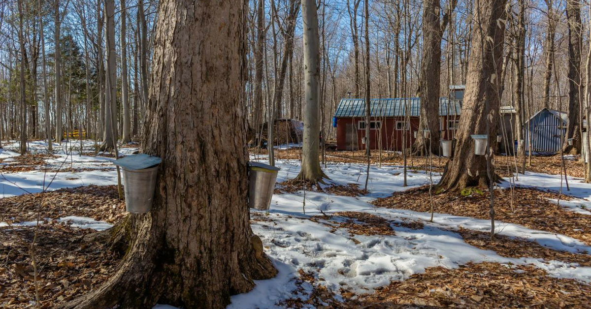 Top 5 cabanes à sucre québec