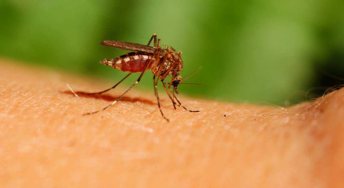 Meilleure prise anti-moustique : conseils pour la choisir et bons plans