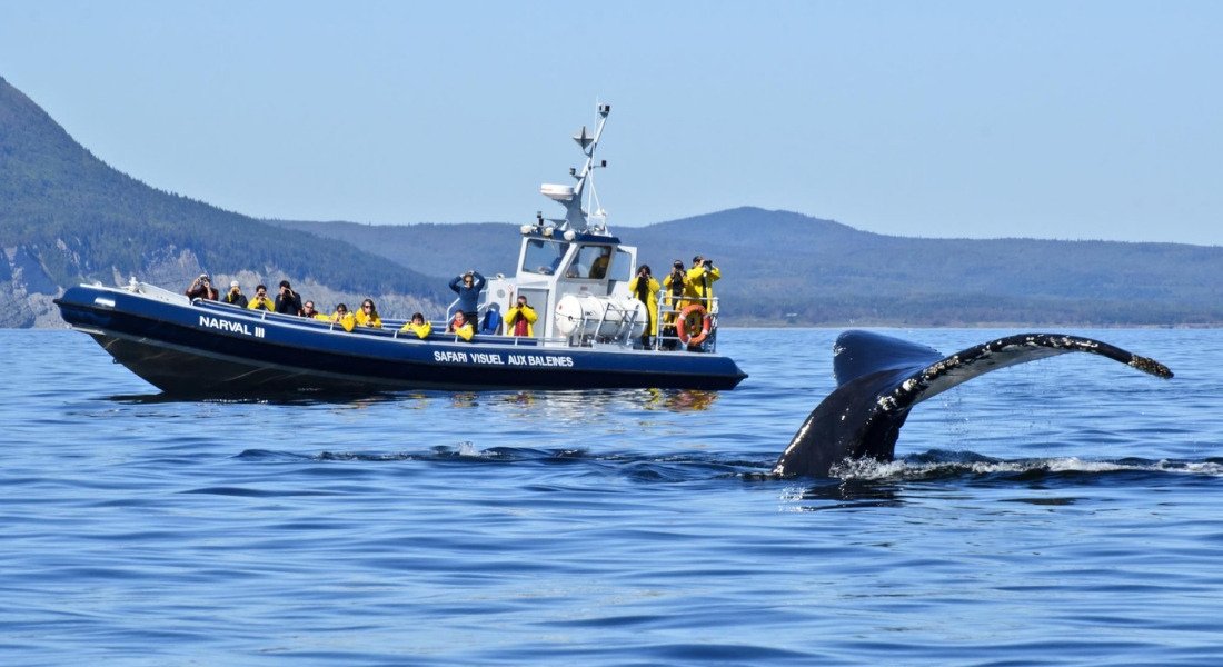 whale watching tour from quebec city