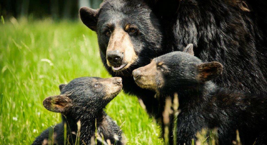 L'ours du nord, le plus désagréable de tous les ours connus. Dated