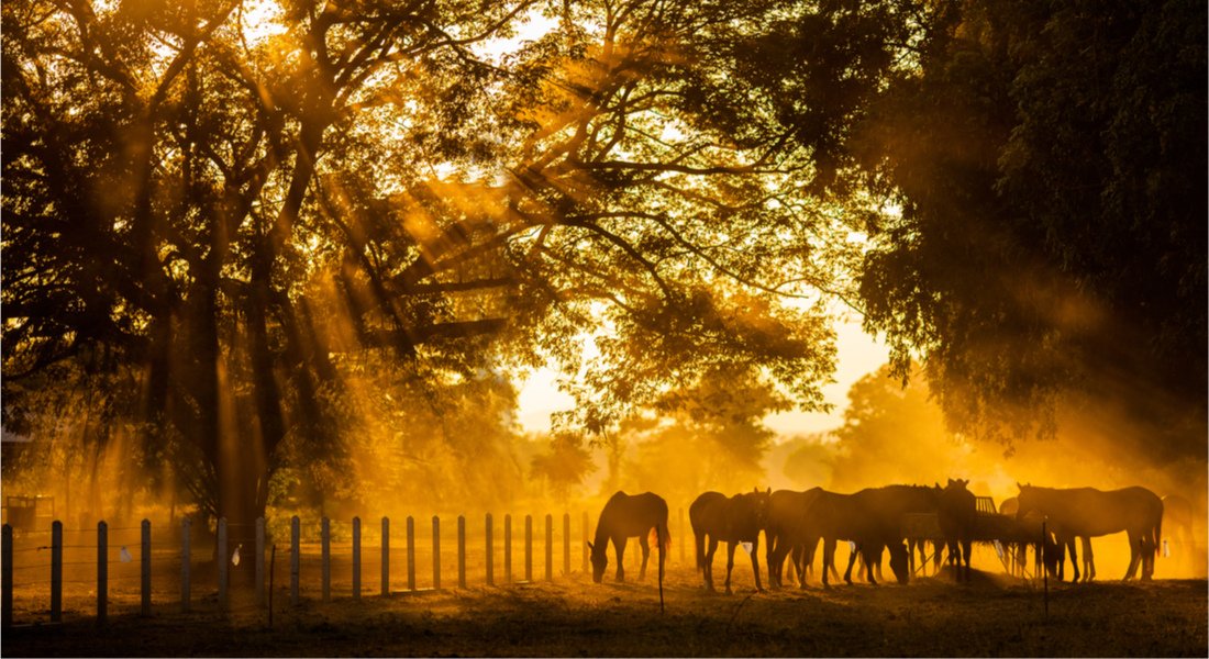 Randonnées à cheval dans l'ouest du Canada