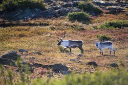 Caribous au Mont St-Albert - Parc de la Gaspésie