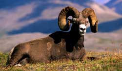 Mouflon d'Amérique