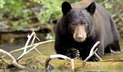 Black Bears - Wells Gray Park