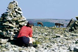 Observation de la faune - Parc Gaspésie