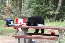 Camping du Mont Whistlers - Ours noir