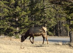 Camping Tunnel Mountain - Wapiti
