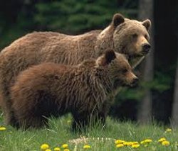 Ours grizzly