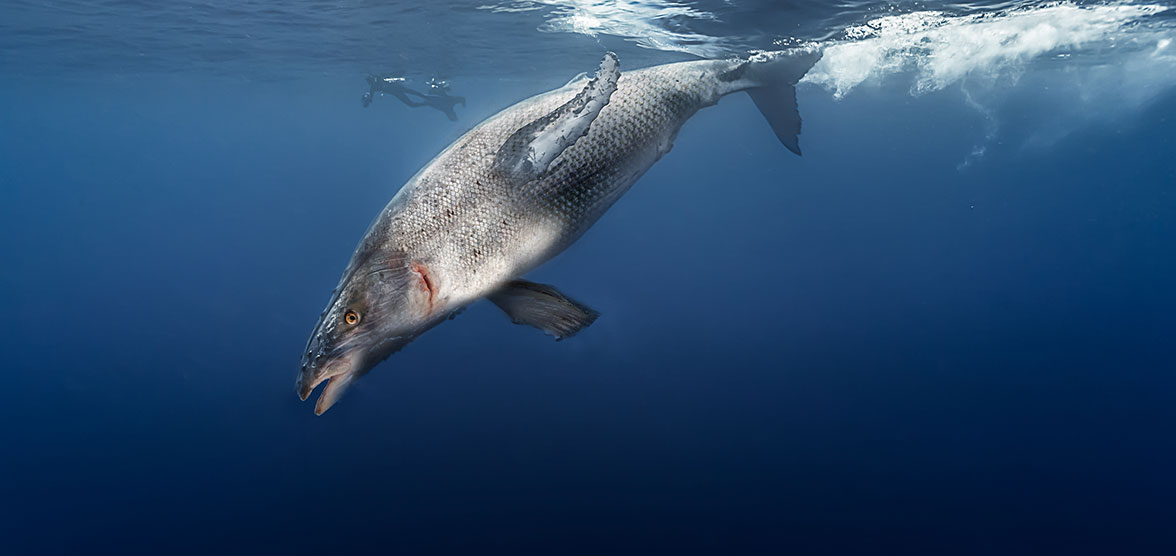 La baleine saumonée